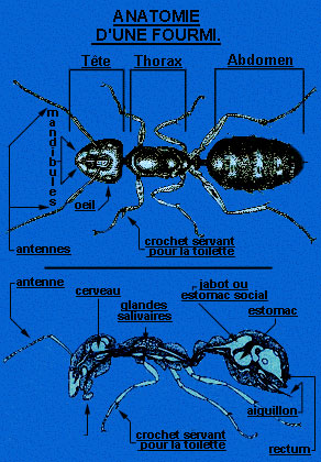 Shéma d'une fourmi et légende détaillée