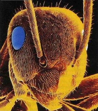 vue microscopique de la tête et des yeux